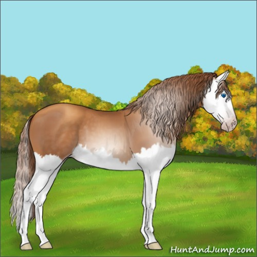 Horse Color:Gray Gold Champagne Splash 