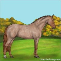 Horse Color:Red Roan