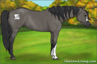 Horse Color:Grullo Rabicano 