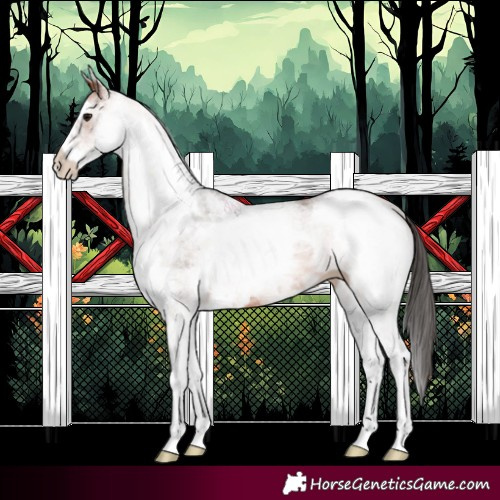 Horse Color:White Spotted Bay 