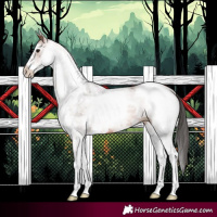 Horse Color:White Spotted Bay 