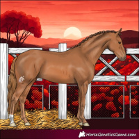 Horse Color:Chestnut 