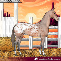 Horse Color:Bay Appaloosa