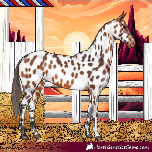 Horse Color:Bay Appaloosa 