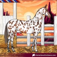 Horse Color:Bay Appaloosa 