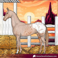 Horse Color:Chestnut Appaloosa 