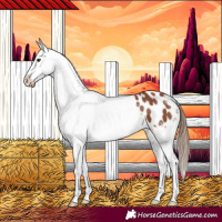 Horse Color:Chestnut Appaloosa 