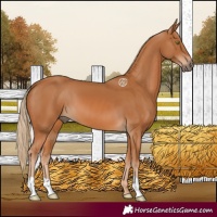 Horse Color:Chestnut 
