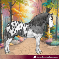 Horse Color:Black Splash Appaloosa 