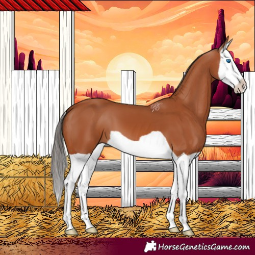 Horse Color:Bay Splash 
