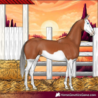 Horse Color:Bay Splash 
