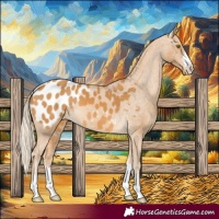Horse Color:Palomino Appaloosa 