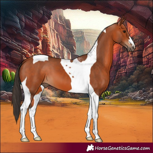 Horse Color:Bay Tobiano 