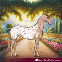Horse Color:Chestnut Appaloosa 