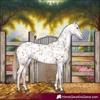 Horse Color:Chestnut Appaloosa 
