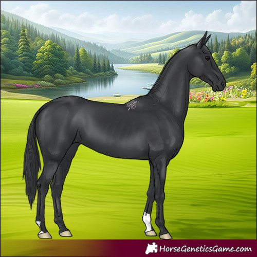 Horse Color:Black 