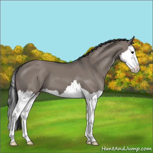 Horse Color:Grullo Splash 