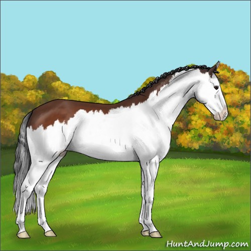 Horse Color:Brown Splash 
