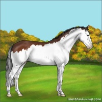 Horse Color:Brown Splash 