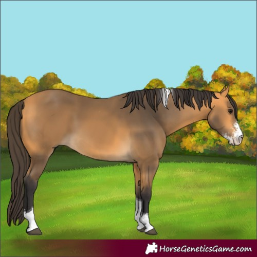Horse Color:Buckskin Sabino Tobiano 
