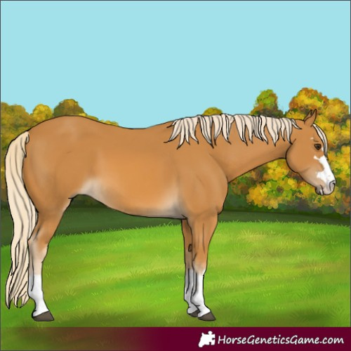 Horse Color:Palomino 