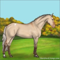 Horse Color:Silver Bay Dun Appaloosa 