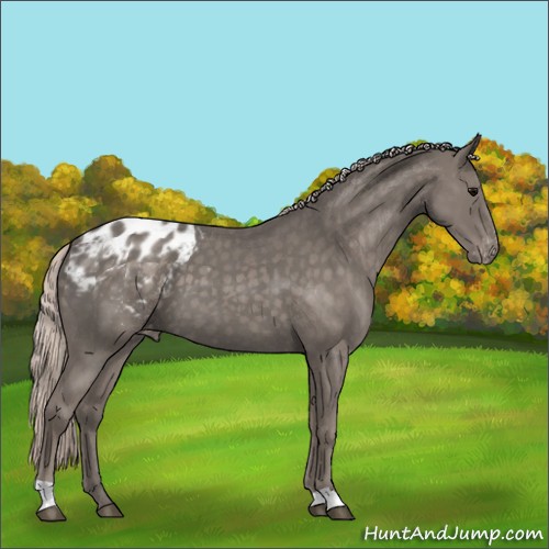 Horse Color:Silver Blue Roan Appaloosa 
