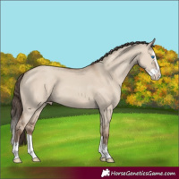Horse Color:Classic Champagne Dun Splash 