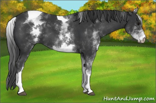 Horse Color:White Spotted Black Tobiano