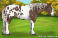 Horse Color:Silver Black Tobiano Frame Appaloosa Rabicano