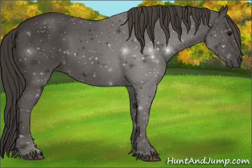 Horse Color:Smoky Black