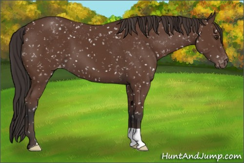 Horse Color:Bay Appaloosa 
