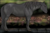 Horse Color:Smoky Black 