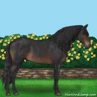 Horse Color:Brown Sabino Rabicano