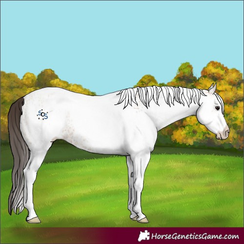 Horse Color:White Spotted Bay Dun 