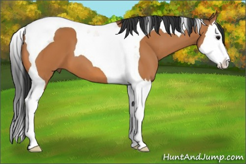 Horse Color:Bay Splash Tobiano 