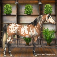 Horse Color:Buckskin Roan Pearl  and Bay Roan 
