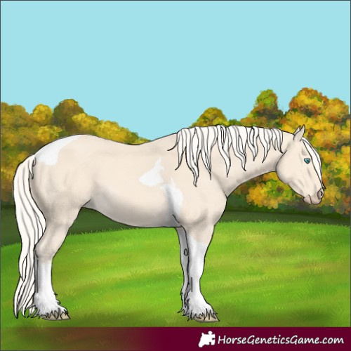 Horse Color:Cremello Tobiano 