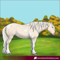 Horse Color:Cremello Tobiano