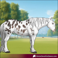 Horse Color:Platinum Liver Chestnut Appaloosa 