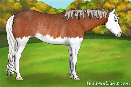 Horse Color:Silver Bay Splash Rabicano 