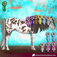 Horse Color:Bay Splash Appaloosa 