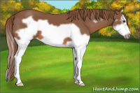 Horse Color:Chestnut Splash Frame