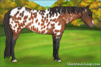 Horse Color:Bay Appaloosa
