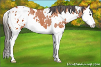 Horse Color:White Spotted Bay Splash Varnish