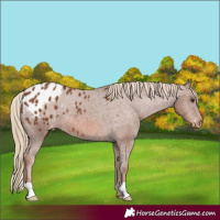 Horse Color:Chestnut Appaloosa 