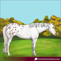 Horse Color:Chestnut Appaloosa 
