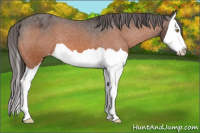 Horse Color:Bay Splash Appaloosa