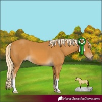 Horse Color:Palomino 