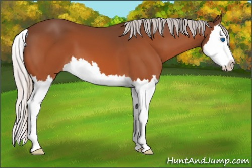 Horse Color:Silver Bay Splash 